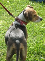 Beagle at_Memorial_Glade_2