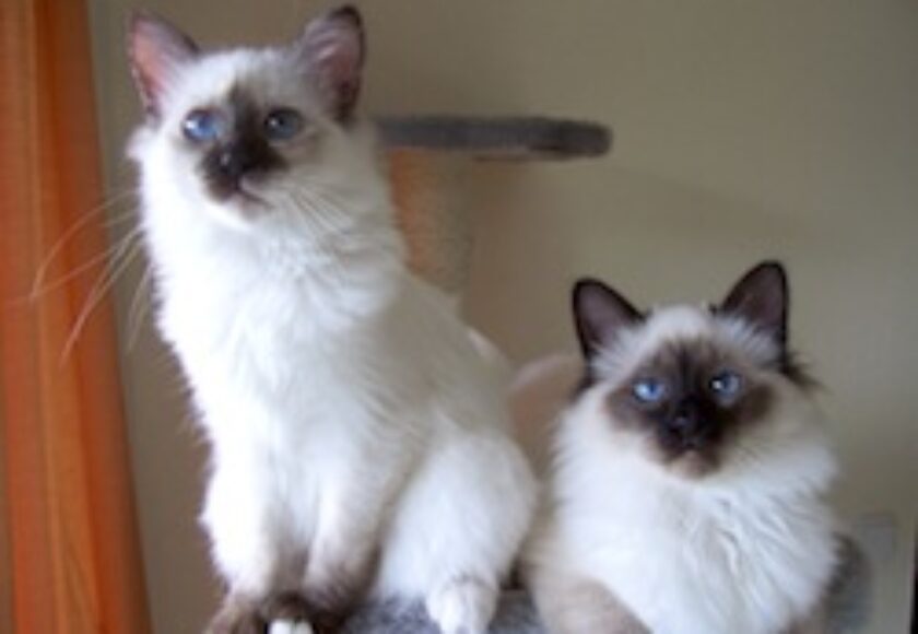 Birma seal_u_tortie_point