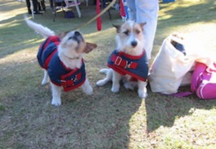 Brisbane Valley_Rail_Trail_at_Lowood_2011