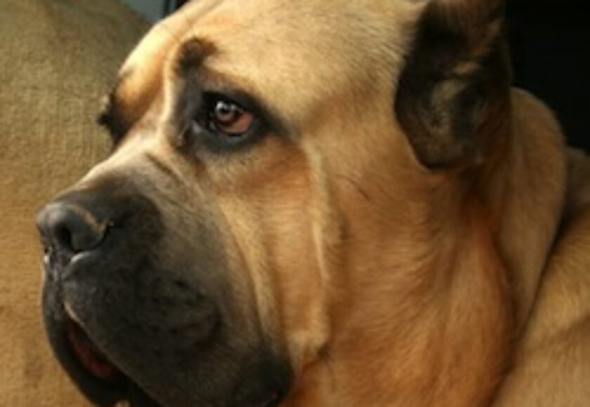 Cane corso_głowa_profil_493o