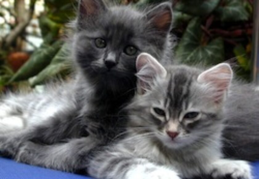 Cats Petunia_and_Mimosa_2004