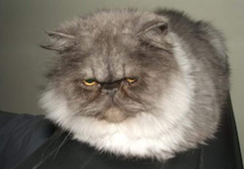 Gatto persiano_Ettore-2
