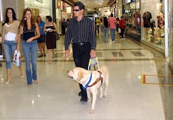 Guide dog