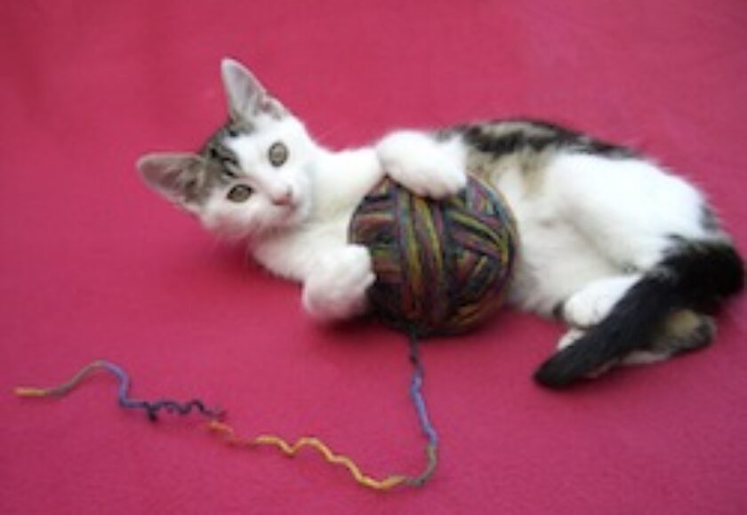 Spielendes Kätzchen