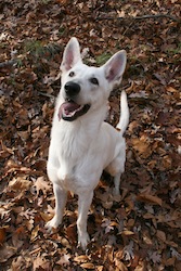 2008-08-28 White_German_Shepherd_ready