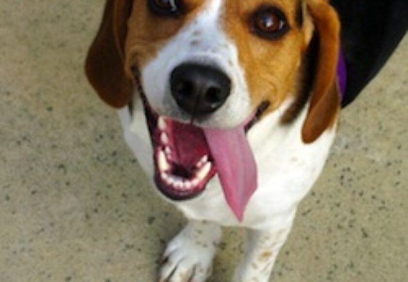 Beagle tongue_hanging_out