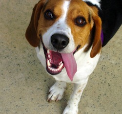 Beagle tongue_hanging_out