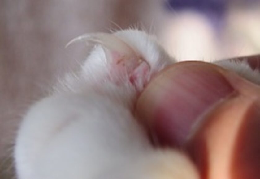 Cat claw_closeup