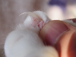 Cat claw_closeup