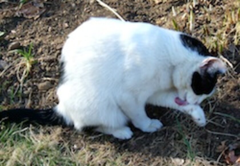 Cat licking_its_paw_-_by_tracy