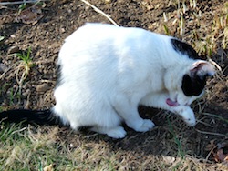 Cat licking_its_paw_-_by_tracy