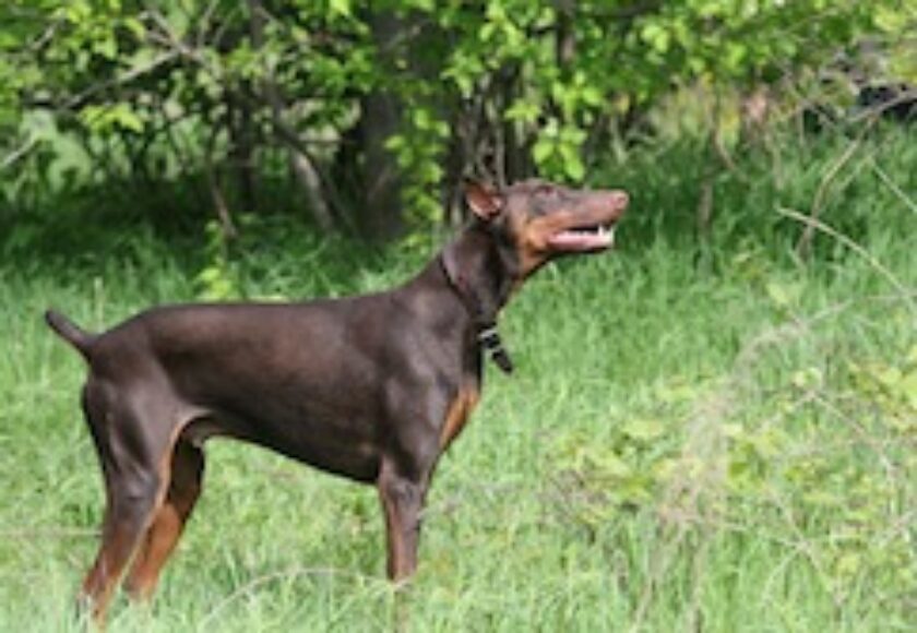 Doberman Pinscher_red_standing