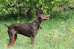 Doberman Pinscher_red_standing