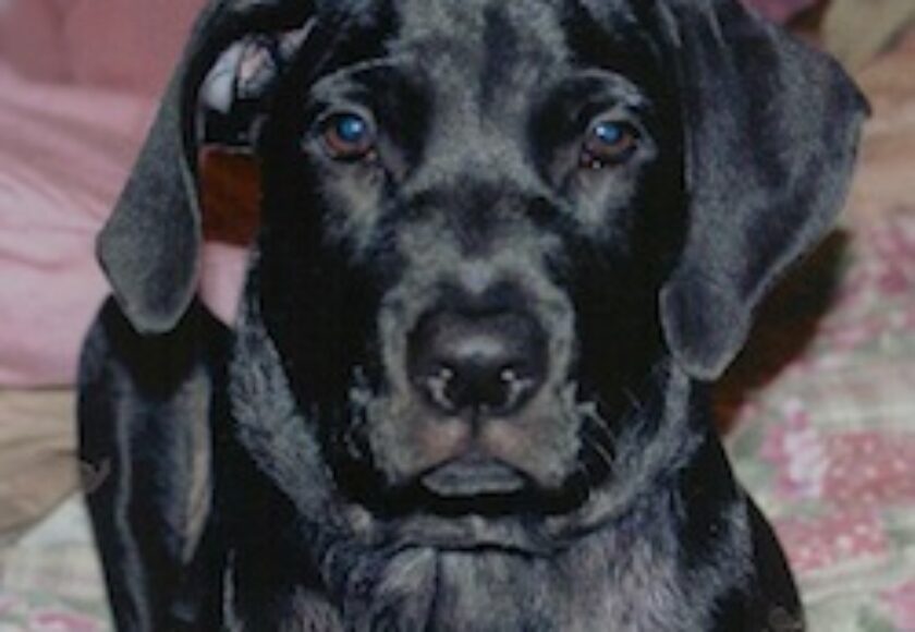 Black Labrador_Retriever