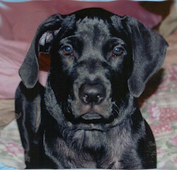 Black Labrador_Retriever