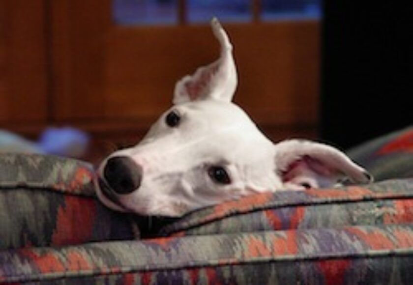 Greyhound puppy_white