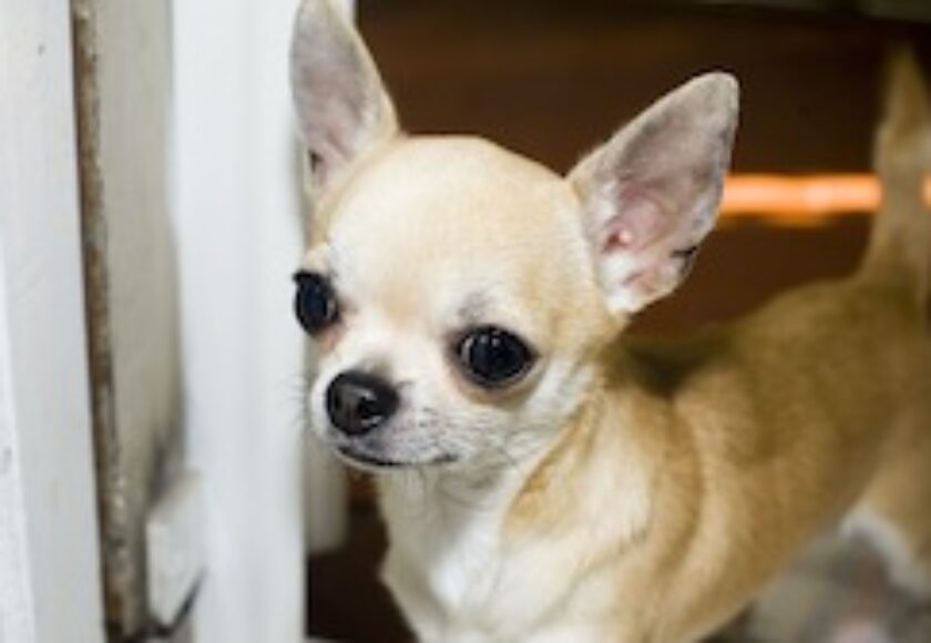 Chihuahua