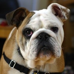 Clyde The_Bulldog