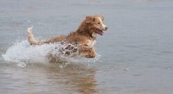 images_Viljo_koirarannalla_18