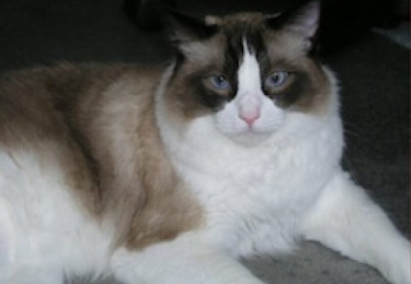 A Real_Ragdoll_seal_colourpoint