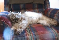 Blue Tabby_Persian_male