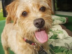 Bosco Poodle_Terrier_mix