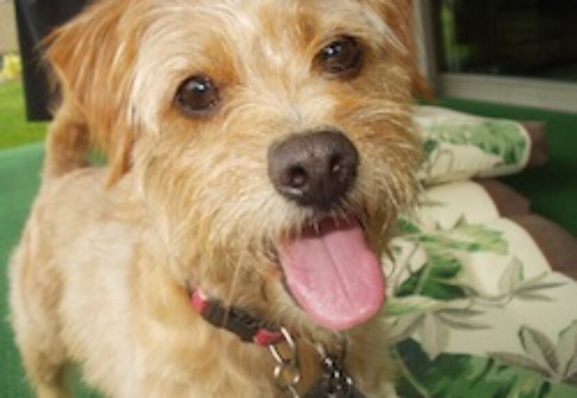 Bosco Poodle_Terrier_mix