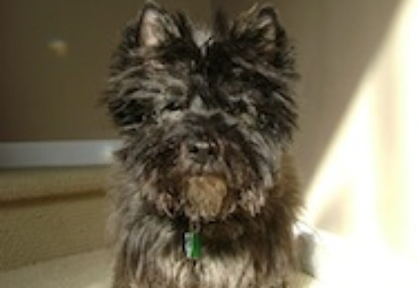 Cairn terrier