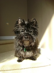 Cairn terrier