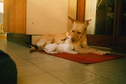 Cane e_gatto