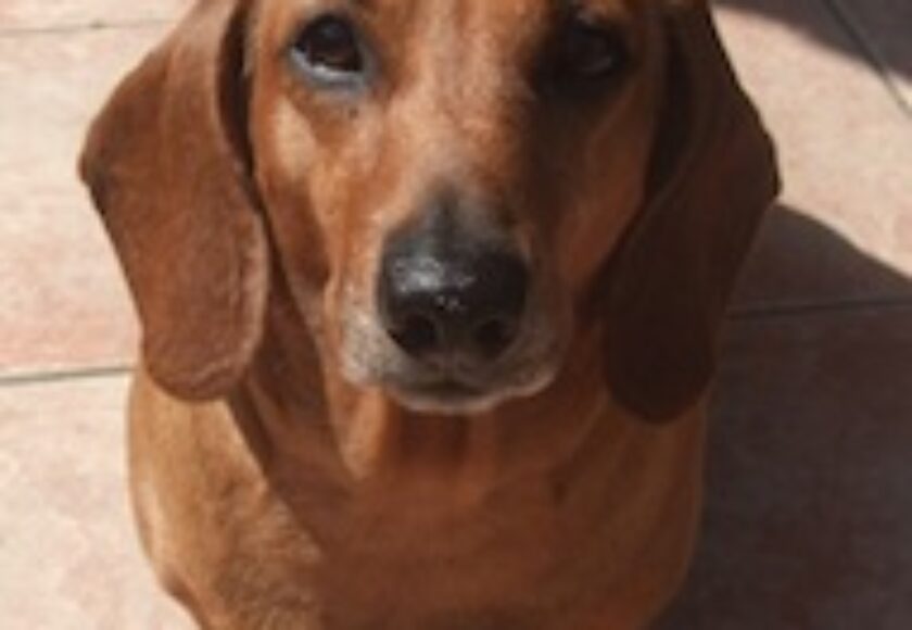 Femmina di_bassotto_tedesco_a_pelo_raso