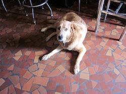 St Roch_Tavern_Dog