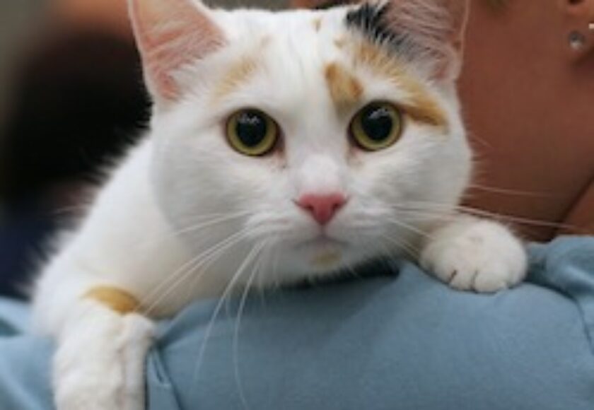 European shorthair_in_POROK_cat_show_Kempele_Oulu