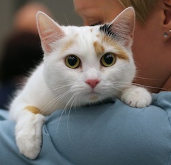 European shorthair_in_POROK_cat_show_Kempele_Oulu