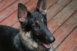 German Shepherd_Dog_Casey