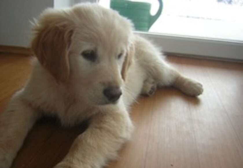 Golden Retriever_Puppy_12weeks