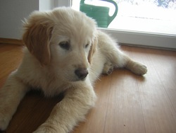 Golden Retriever_Puppy_12weeks