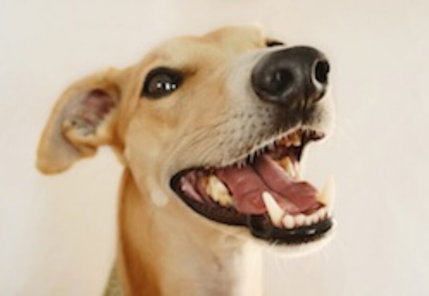 Whippet teeth