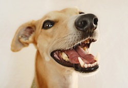 Whippet teeth