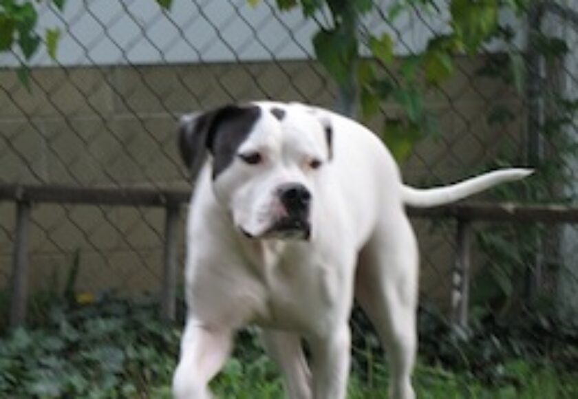American bulldog_duke