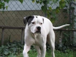 American bulldog_duke