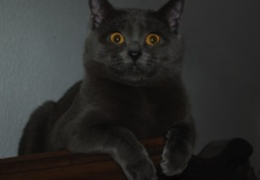 Chartreux-tizian140507