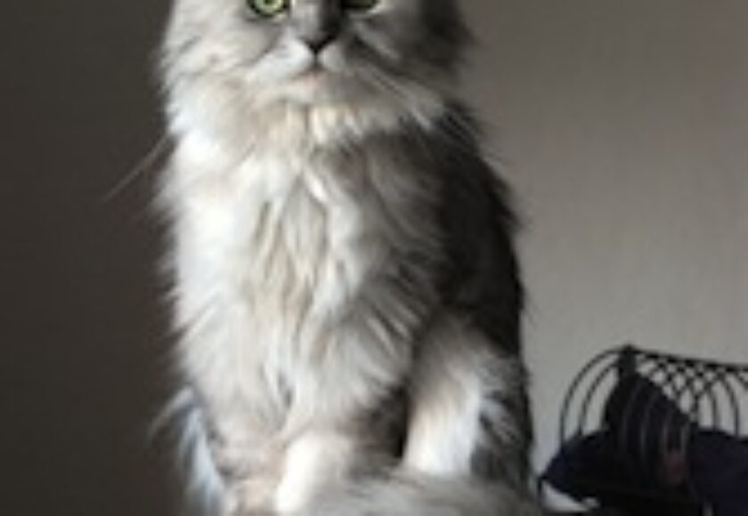 Doll face_silver_Persian_2