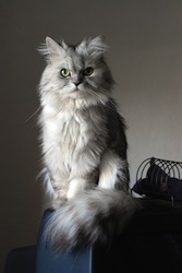 Doll face_silver_Persian_2