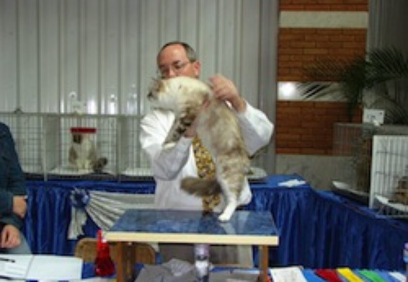 Momento di esposizione felina