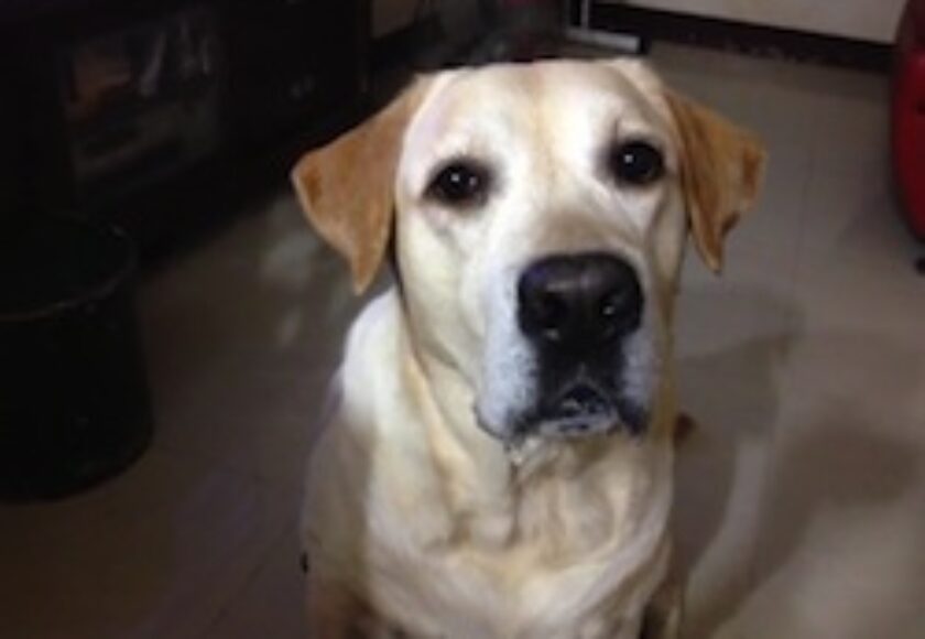 Hola-Labrador Retriever