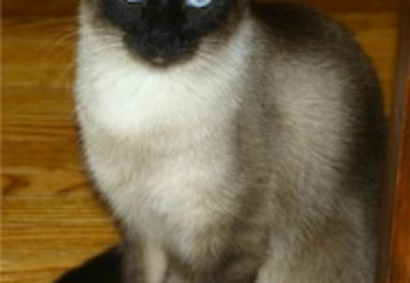 Niobe050905-Siamese Cat