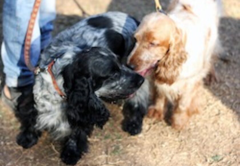 Two Spaniel_Dogs
