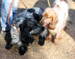 Two Spaniel_Dogs