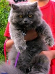 Azuleyka A_Blue_Persian_Cat